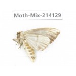 Moths sp. China, Guizhou, Tongren, Mt.Fanjingshan.1Pcs. Moth-Mix-214129.