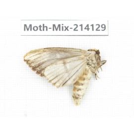 Moths sp. China, Guizhou, Tongren, Mt.Fanjingshan.1Pcs. Moth-Mix-214129.
