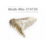 Moths sp. China, Guizhou, Tongren, Mt.Fanjingshan.1Pcs. Moth-Mix-214130.