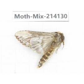 Moths sp. China, Guizhou, Tongren, Mt.Fanjingshan.1Pcs. Moth-Mix-214130.