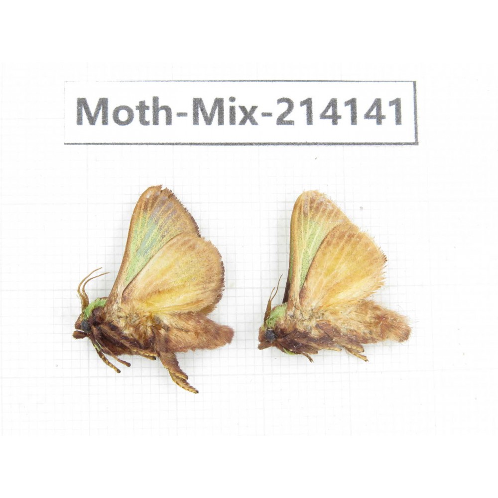 Moths sp. China, Guizhou, Tongren, Mt.Fanjingshan.2Pcs. Moth-Mix-214141.