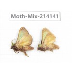 Moths sp. China, Guizhou, Tongren, Mt.Fanjingshan.2Pcs. Moth-Mix-214141.