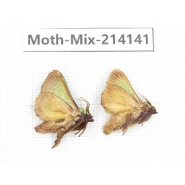 Moths sp. China, Guizhou, Tongren, Mt.Fanjingshan.2Pcs. Moth-Mix-214141.