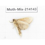 Moths sp. China, Guizhou, Tongren, Mt.Fanjingshan.1Pcs. Moth-Mix-214143.
