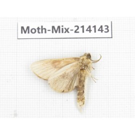 Moths sp. China, Guizhou, Tongren, Mt.Fanjingshan.1Pcs. Moth-Mix-214143.