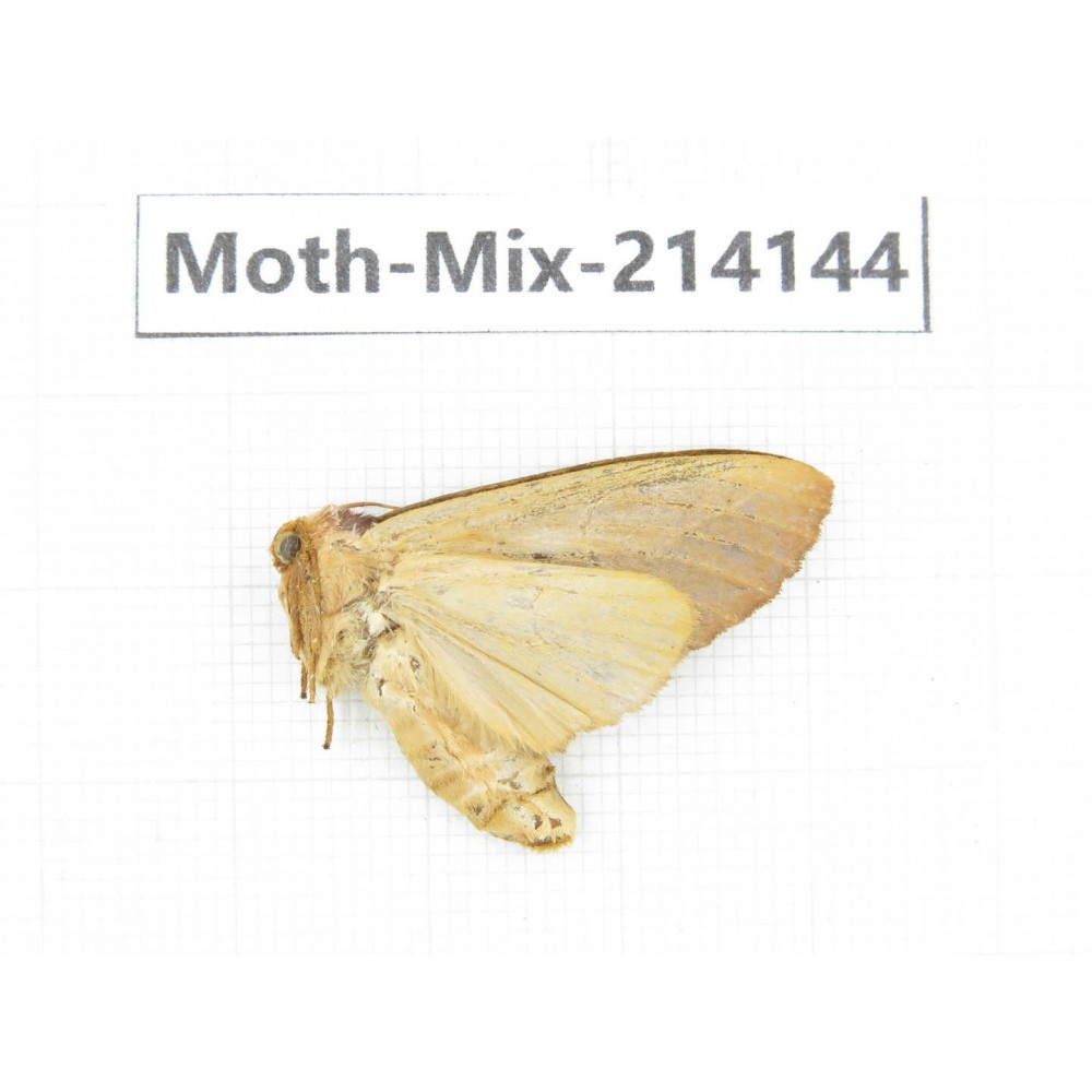 Moths sp. China, Guizhou, Tongren, Mt.Fanjingshan.1Pcs. Moth-Mix-214144.