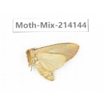 Moths sp. China, Guizhou, Tongren, Mt.Fanjingshan.1Pcs. Moth-Mix-214144.