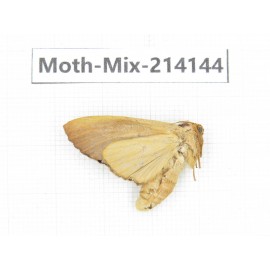 Moths sp. China, Guizhou, Tongren, Mt.Fanjingshan.1Pcs. Moth-Mix-214144.