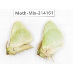 Moths sp. China, Guizhou, Tongren, Mt.Fanjingshan.2Pcs. Moth-Mix-214161.