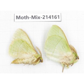 Moths sp. China, Guizhou, Tongren, Mt.Fanjingshan.2Pcs. Moth-Mix-214161.