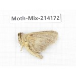 Moths sp. China, Guizhou, Tongren, Mt.Fanjingshan.1Pcs. Moth-Mix-214172.