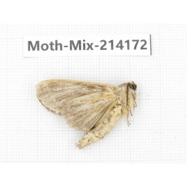 Moths sp. China, Guizhou, Tongren, Mt.Fanjingshan.1Pcs. Moth-Mix-214172.