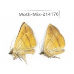 Moths sp. China, Guizhou, Tongren, Mt.Fanjingshan. 2Pcs. Moth-Mix-214176.