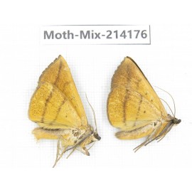 Moths sp. China, Guizhou, Tongren, Mt.Fanjingshan. 2Pcs. Moth-Mix-214176.