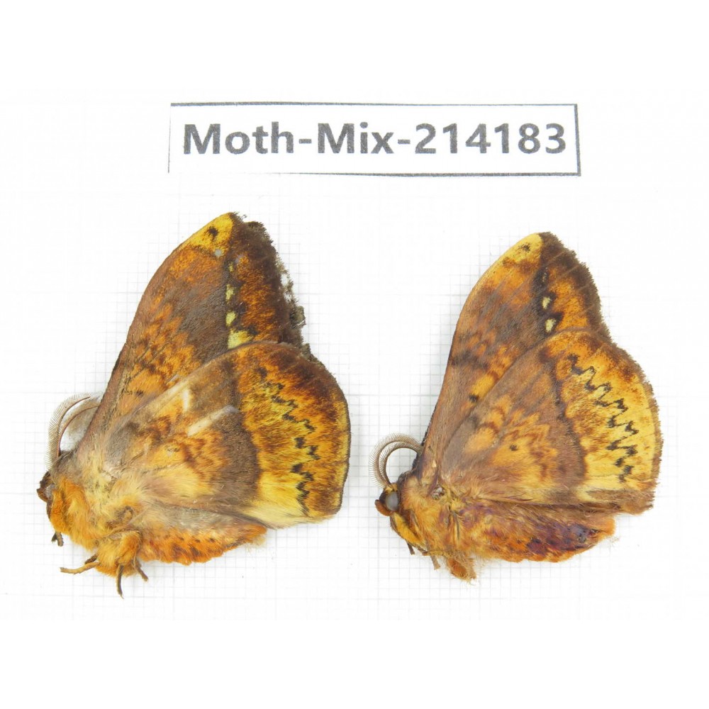 Moths sp. China, Guizhou, Tongren, Mt.Fanjingshan. 2Pcs. Moth-Mix-214183.