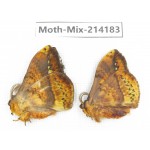 Moths sp. China, Guizhou, Tongren, Mt.Fanjingshan. 2Pcs. Moth-Mix-214183.