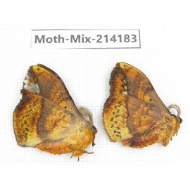 Moths sp. China, Guizhou, Tongren, Mt.Fanjingshan. 2Pcs. Moth-Mix-214183.