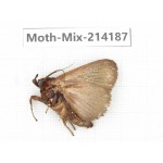 Moths sp. China, Guizhou, Tongren, Mt.Fanjingshan. 1Pcs. Moth-Mix-214187.