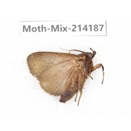 Moths sp. China, Guizhou, Tongren, Mt.Fanjingshan. 1Pcs. Moth-Mix-214187.