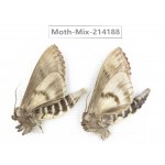 Moths sp. China, Guizhou, Tongren, Mt.Fanjingshan. 2Pcs. Moth-Mix-214188.