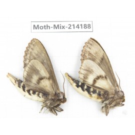 Moths sp. China, Guizhou, Tongren, Mt.Fanjingshan. 2Pcs. Moth-Mix-214188.