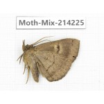Moths sp. China, Guizhou, Tongren, Mt.Fanjingshan. 1Pcs. Moth-Mix-214225.