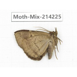 Moths sp. China, Guizhou, Tongren, Mt.Fanjingshan. 1Pcs. Moth-Mix-214225.