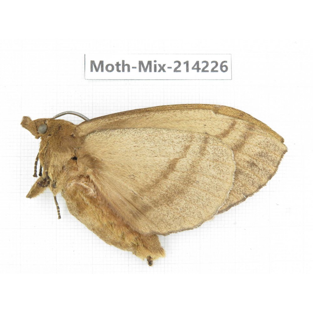 Moths sp. China, Guizhou, Tongren, Mt.Fanjingshan. 1Pcs. Moth-Mix-214226.