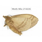 Moths sp. China, Guizhou, Tongren, Mt.Fanjingshan. 1Pcs. Moth-Mix-214226.