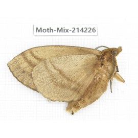 Moths sp. China, Guizhou, Tongren, Mt.Fanjingshan. 1Pcs. Moth-Mix-214226.