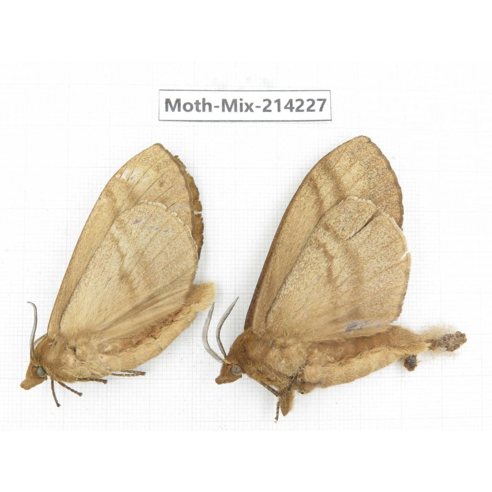 Moths sp. China, Guizhou, Tongren, Mt.Fanjingshan. 2Pcs. Moth-Mix-214227.