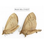 Moths sp. China, Guizhou, Tongren, Mt.Fanjingshan. 2Pcs. Moth-Mix-214227.