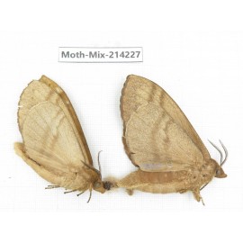 Moths sp. China, Guizhou, Tongren, Mt.Fanjingshan. 2Pcs. Moth-Mix-214227.