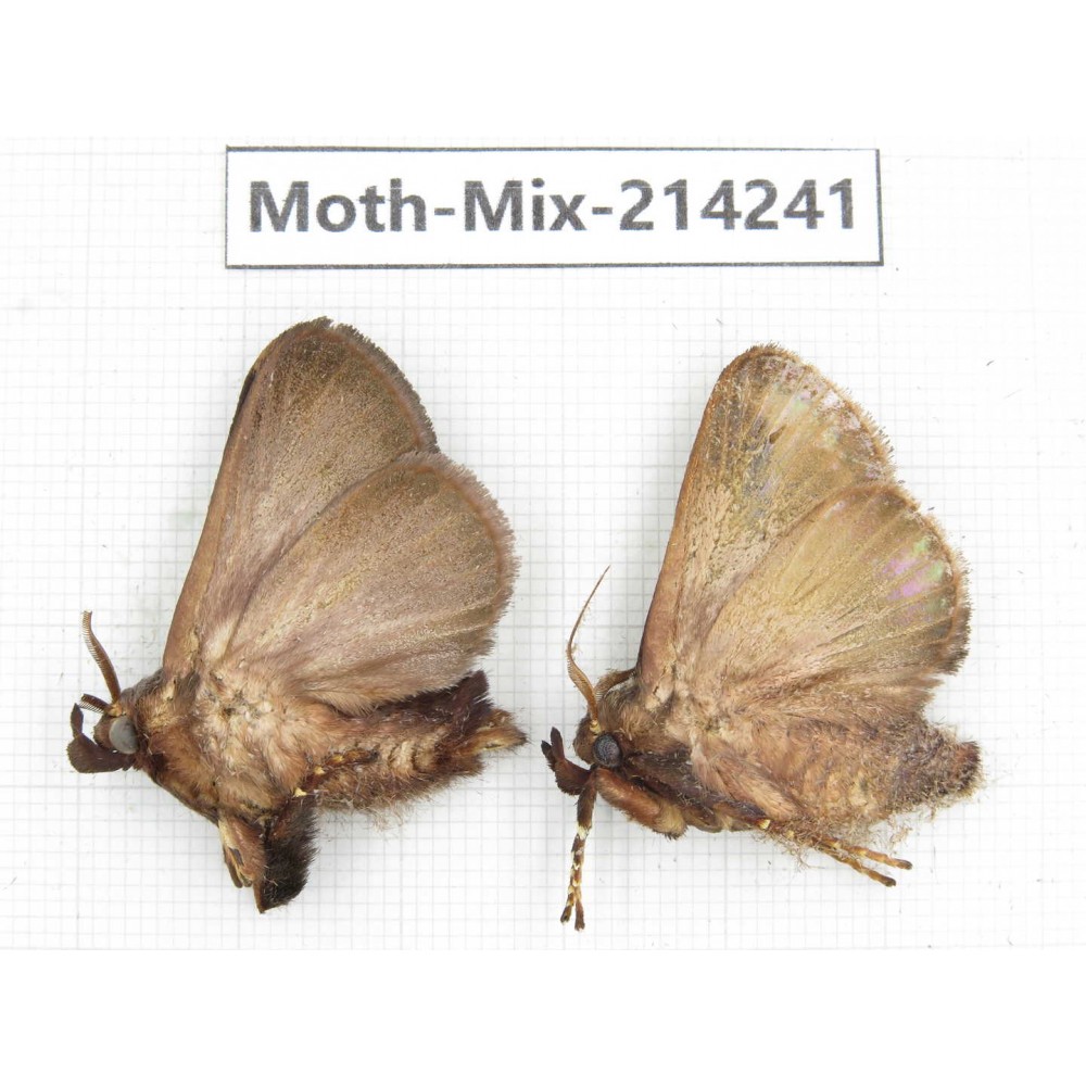 Moths sp. China, Guizhou, Tongren, Mt.Fanjingshan. 2Pcs. Moth-Mix-214241.