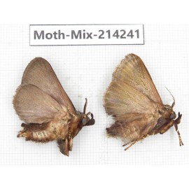 Moths sp. China, Guizhou, Tongren, Mt.Fanjingshan. 2Pcs. Moth-Mix-214241.