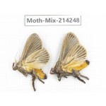 Moths sp. China, Guizhou, Tongren, Mt.Fanjingshan. 2Pcs. Moth-Mix-214248.