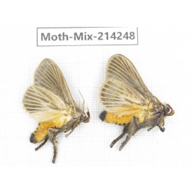 Moths sp. China, Guizhou, Tongren, Mt.Fanjingshan. 2Pcs. Moth-Mix-214248.