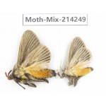 Moths sp. China, Guizhou, Tongren, Mt.Fanjingshan. 2Pcs. Moth-Mix-214249.