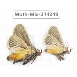 Moths sp. China, Guizhou, Tongren, Mt.Fanjingshan. 2Pcs. Moth-Mix-214249.