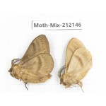 Moths sp. China, Heilongjiang, Mudanjiang. 2Pcs. Moth-Mix-212146.