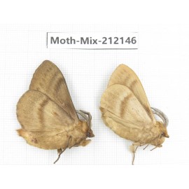 Moths sp. China, Heilongjiang, Mudanjiang. 2Pcs. Moth-Mix-212146.