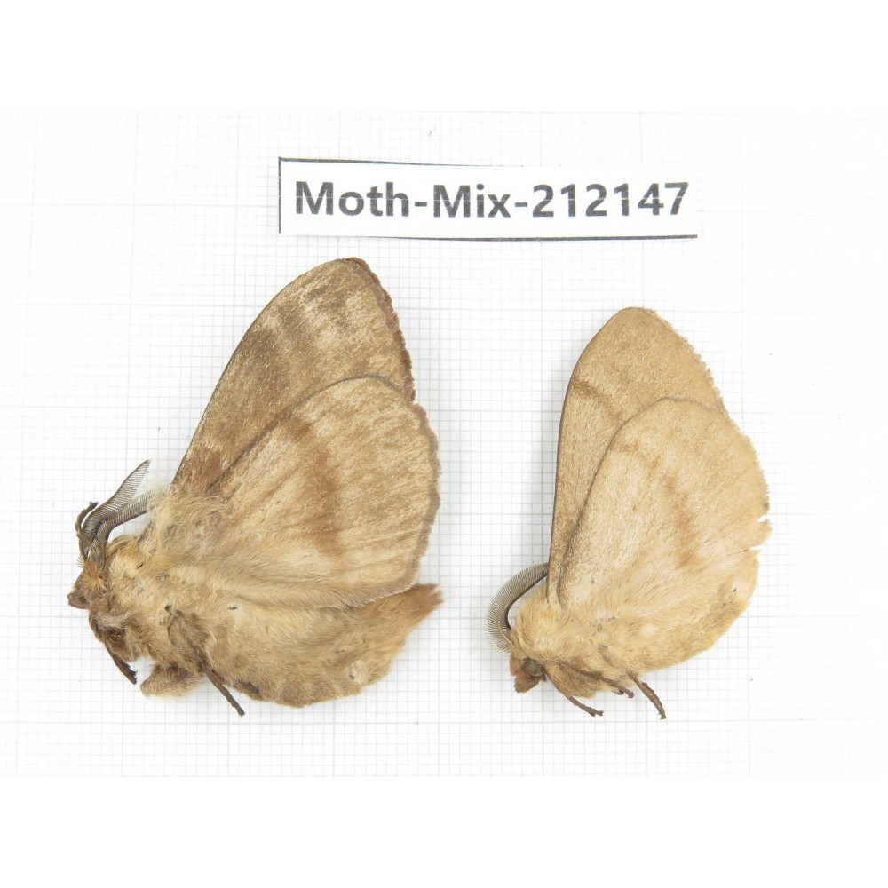 Moths sp. China, Heilongjiang, Mudanjiang. 2Pcs. Moth-Mix-212147.