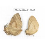 Moths sp. China, Heilongjiang, Mudanjiang. 2Pcs. Moth-Mix-212147.