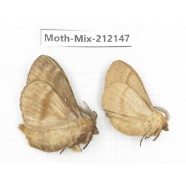 Moths sp. China, Heilongjiang, Mudanjiang. 2Pcs. Moth-Mix-212147.
