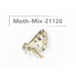 Moths sp. China, Qinghai, Pingan county, Sitaixiang town. 1Pcs. Moth-Mix-21128.
