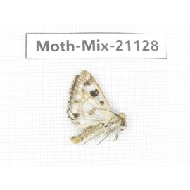Moths sp. China, Qinghai, Pingan county, Sitaixiang town. 1Pcs. Moth-Mix-21128.