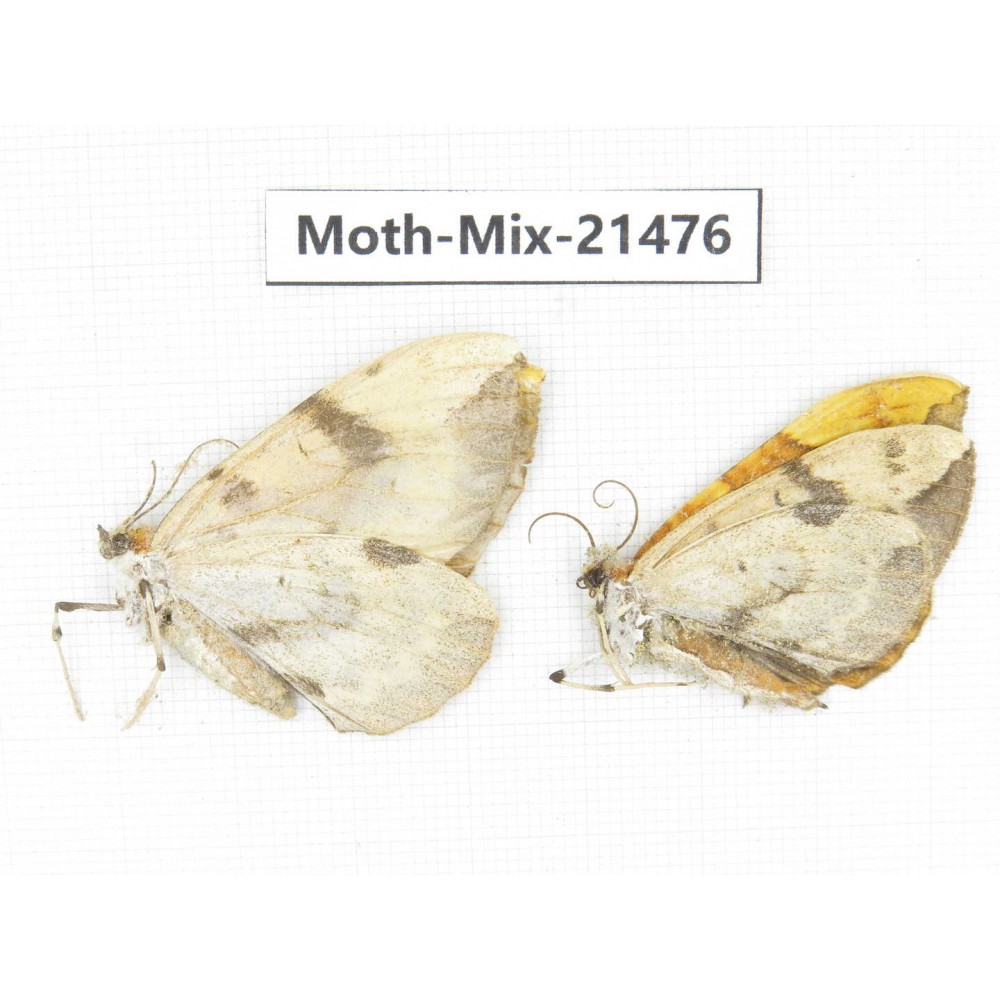 Moths sp. China, Shanxi, Hanzhong, Liuba county. 2Pcs. Moth-Mix-21476.