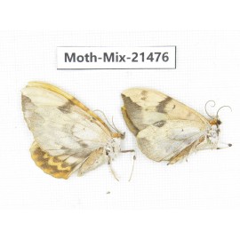 Moths sp. China, Shanxi, Hanzhong, Liuba county. 2Pcs. Moth-Mix-21476.
