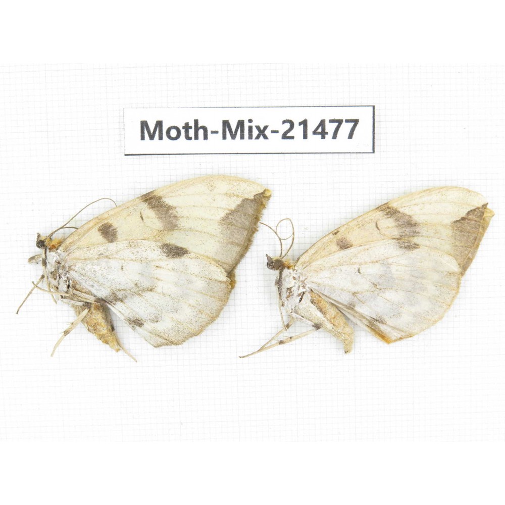 Moths sp. China, Shanxi, Hanzhong, Liuba county. 2Pcs. Moth-Mix-21477.