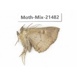 Moths sp. China, Shanxi, Hanzhong, Liuba county. 1Pcs. Moth-Mix-21482.